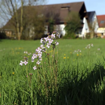 Wiesen-Schaumkraut (Cardamine pratensis) auf einer Weide, Weilerswist, Nordrhein-Westfalen, Deutschland