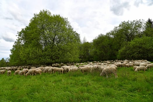 Sheepherd on the meadow