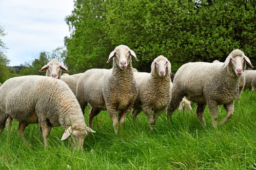 Sheepherd on the meadow