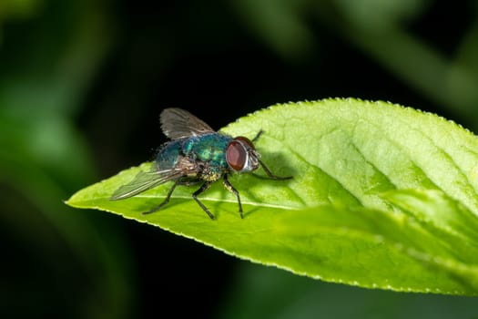 Detail of a blowfly sitting on a leaf against a dark green background