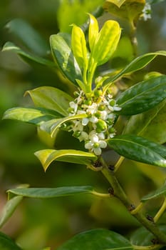 Detail of the flower with fruit set and leaves of the European holly Ilex aquifolium
