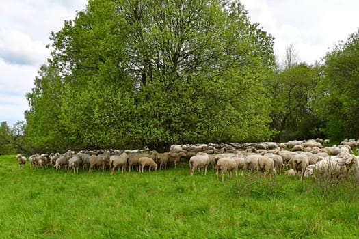 Sheepherd on the meadow