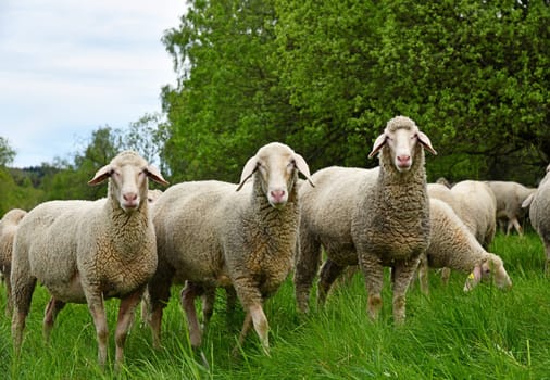 Sheepherd on the meadow