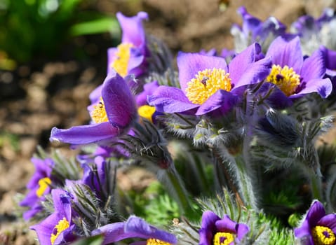 Pulsatilla vulgaris