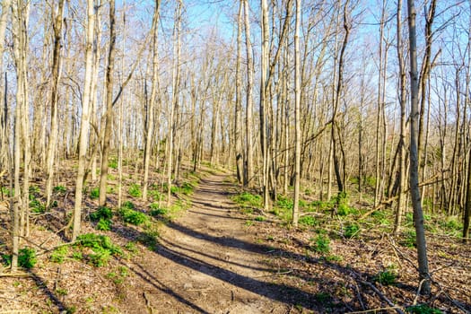 Hiking trail at the Pinnacles in Berea, Kentucky