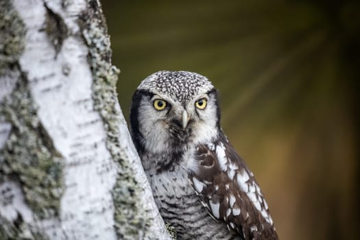 Portrait of Northern hawk owl posing on a birch trunk closeup. Horizontally.