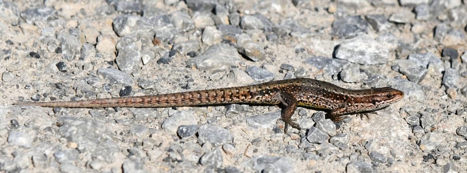 Podarcis muralis