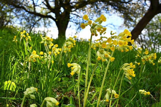 Cowslip in a meadow