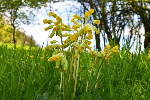 Cowslip in a meadow