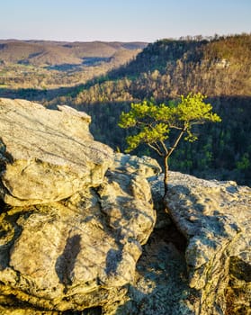 Lone tree growing on the rocks at the Eagle Nest view point at the Pinnacles in Berea, Kentucky