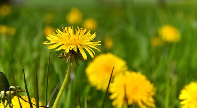 blooming dandelions in a meadow