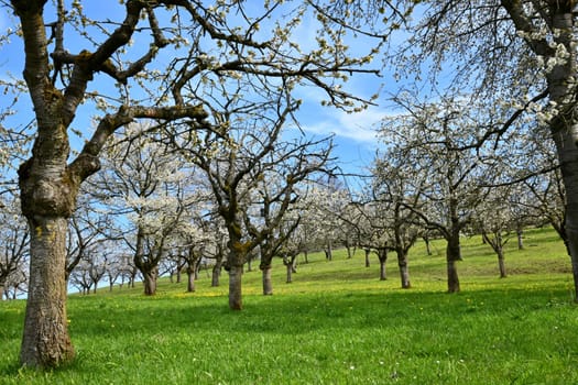 bloosoming cherry trees