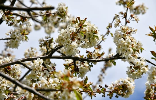 bloosoming cherry trees
