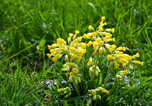 Cowslip in a meadow