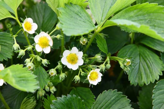 strawberry plants