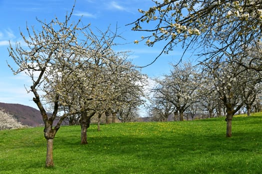 bloosoming cherry trees
