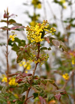 Mahonia aquifolium