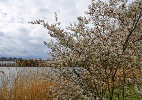 blooming rock pear