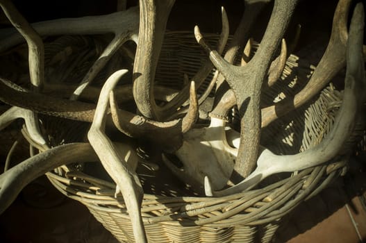 Basket full of stag horns. Selective focus