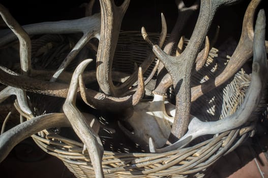 Basket full of stag horns. Selective focus