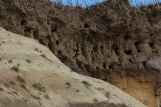 Swallows for swallows on the cliffs of Ahrenshoop city on the Baltic Sea peninsula Darss in Germany in summer.