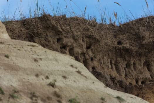 Swallows for swallows on the cliffs of Ahrenshoop city on the Baltic Sea peninsula Darss in Germany in summer.