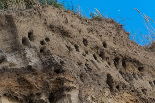 Swallows for swallows on the cliffs of Ahrenshoop city on the Baltic Sea peninsula Darss in Germany in summer.