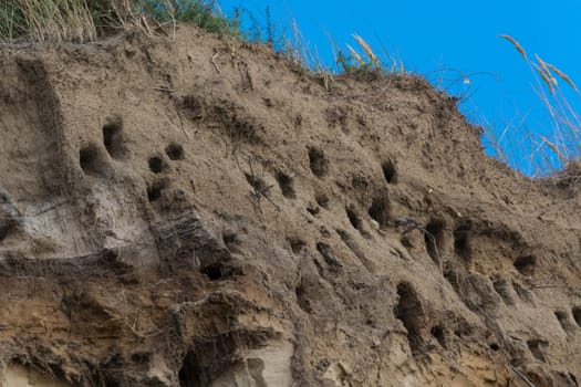 Swallows for swallows on the cliffs of Ahrenshoop city on the Baltic Sea peninsula Darss in Germany in summer.
