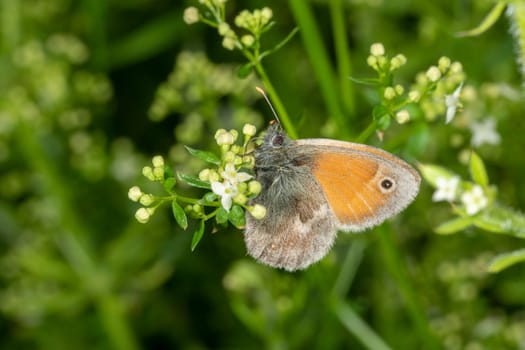 Side macro shots of a small butterfly on a white flower against a blurred green background