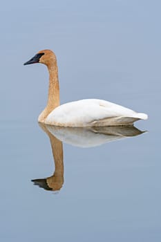 Elegant and Serene Tundra Swan on the Mississippi River New Savannah, Illinois
