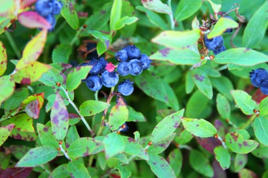 Ripe bluberries growing on a bush