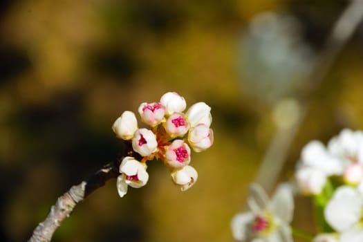 Bunches of pink blossoms on a tree