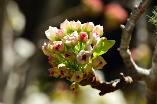 Bunches of pink blossoms on a tree