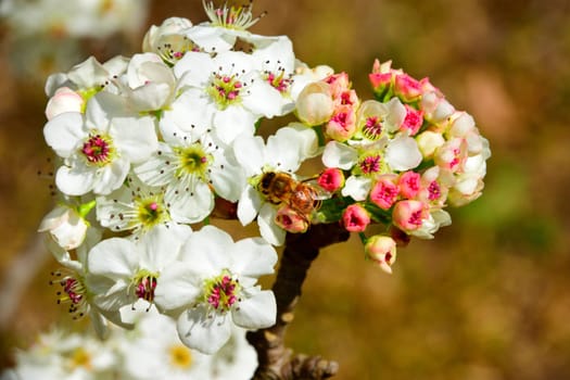 Bunches of pink blossoms on a tree