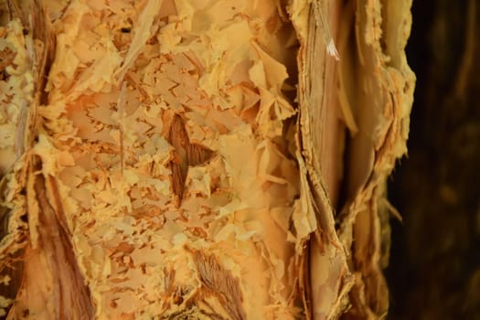 A close up of the trunk of a paperbark tree