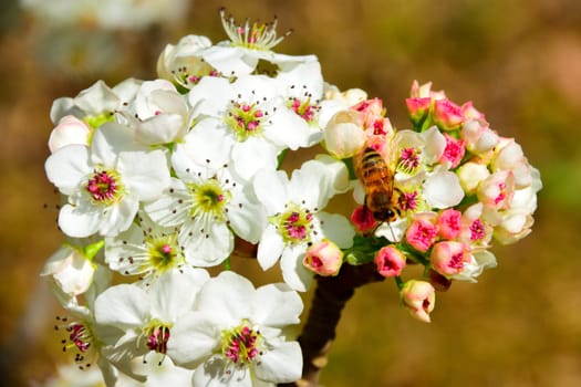 Bunches of pink blossoms on a tree