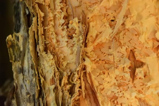 A close up of the trunk of a paperbark tree