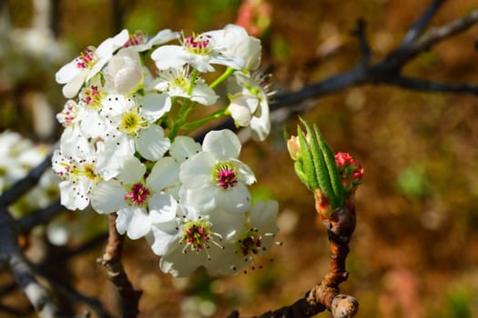 Bunches of pink blossoms on a tree