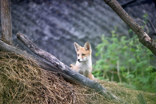 Red Fox (Vulpes vulpes) cub on a hay stack.