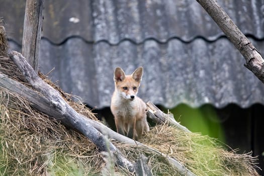 Red Fox (Vulpes vulpes) cub on a hay stack.