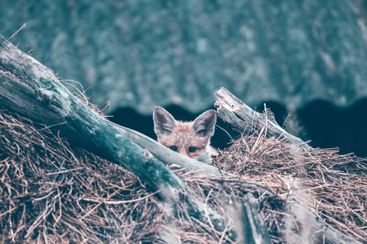 Red Fox (Vulpes vulpes) cub on a hay stack.