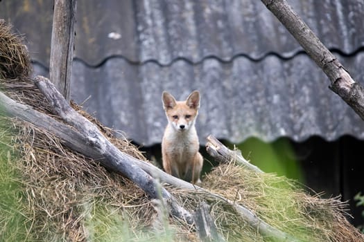 Red Fox (Vulpes vulpes) cub on a hay stack.