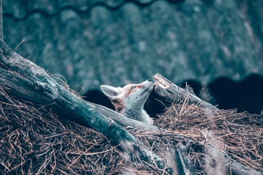 Red Fox (Vulpes vulpes) cub on a hay stack.