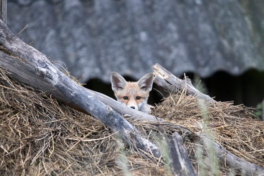 Red Fox (Vulpes vulpes) cub on a hay stack.