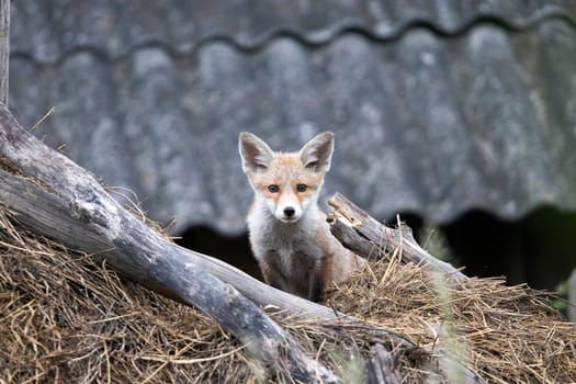 Red Fox (Vulpes vulpes) cub on a hay stack.