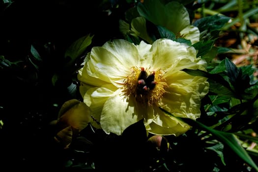 Peony