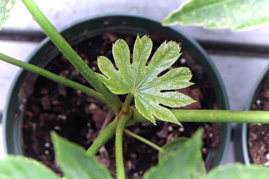 Macro of new leaf growth on a Spider Web plant.