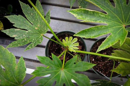Closeup of new leaf growth on a Spider Web plant.