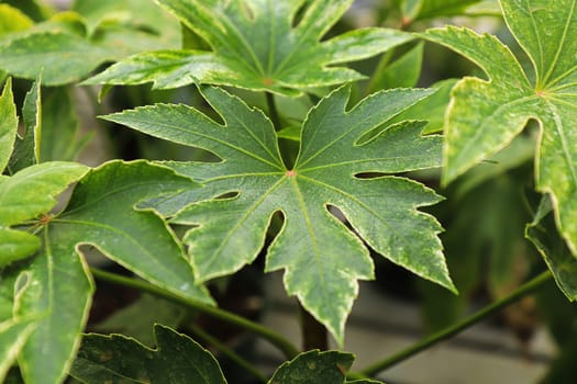 Closeup of the leaves on a Japonica Spider Web plant.