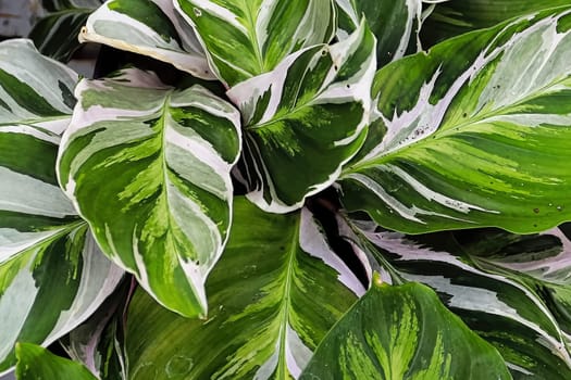 Bicolor leaves on the peacock calathea plant.